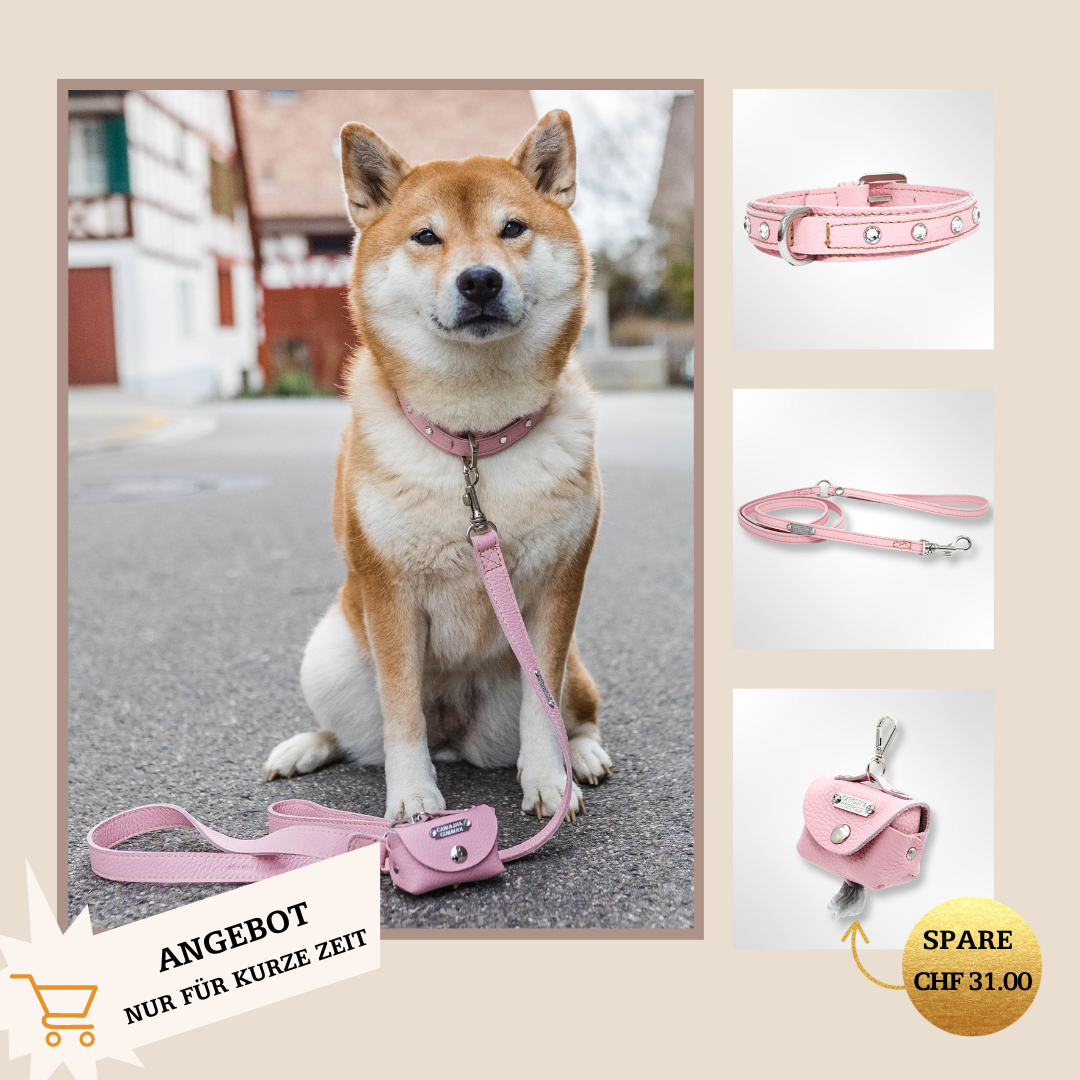 Shiba Inu mit rosa Lederhalsband mit passender Leine und Kotbeutelspender