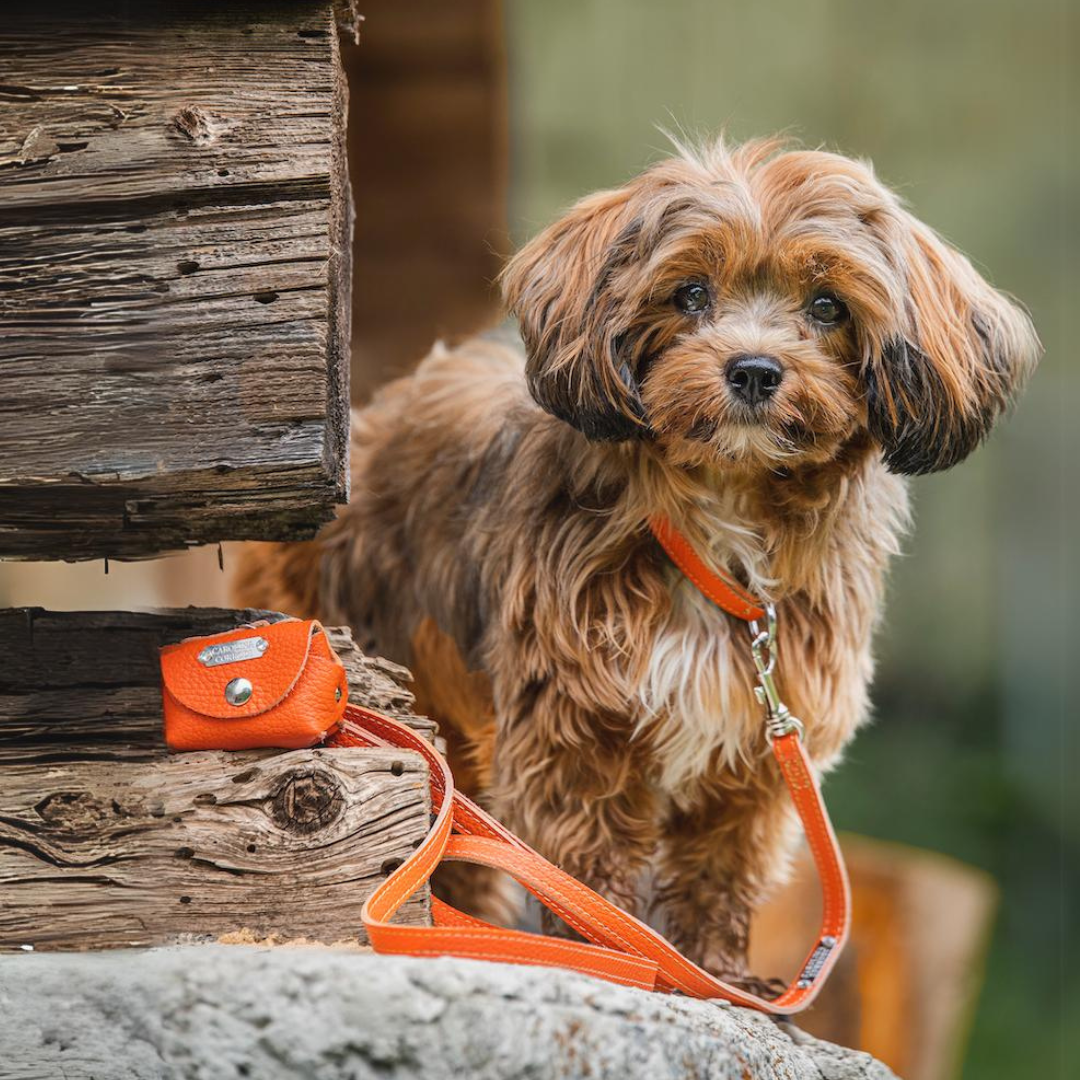 Havaneser trägt oranges Hundehalsband mit Hundeleine und Kotbeutelspender von Carolina Corrodi