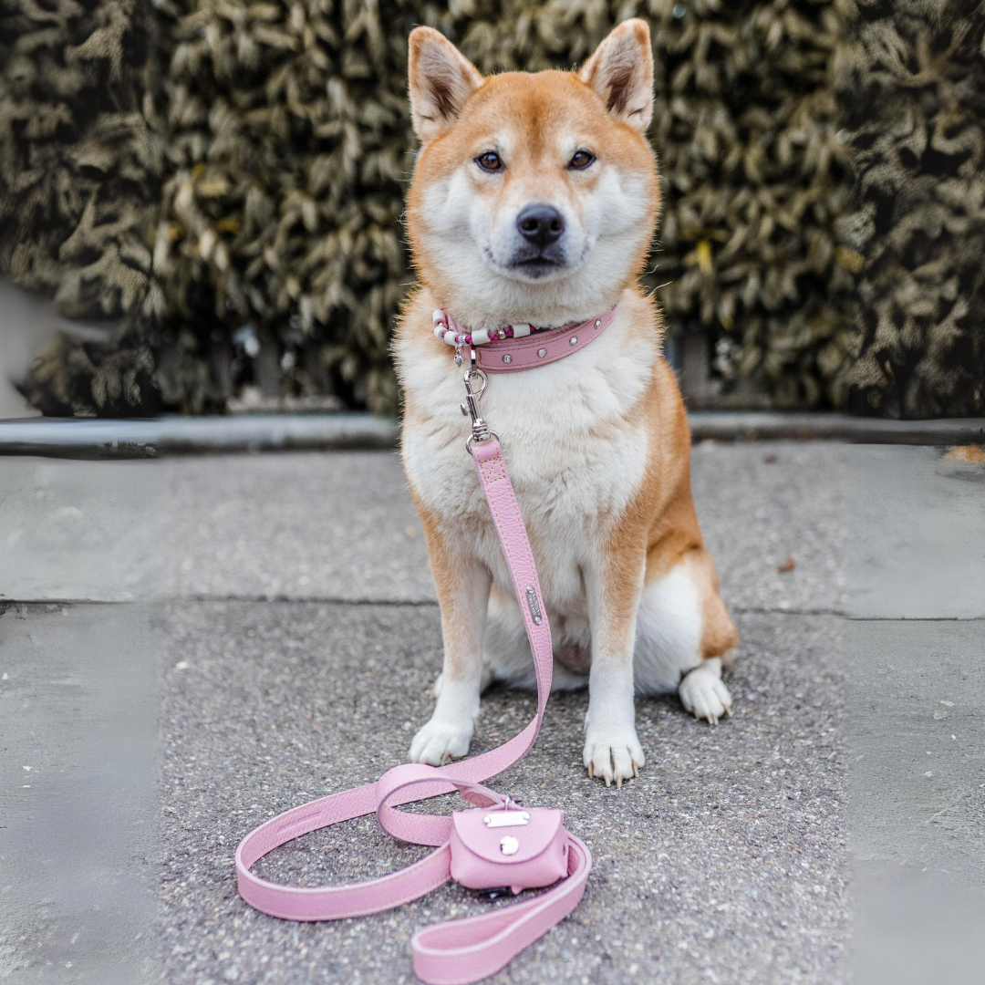 Hundehalsband und Hundeleine aus Leder mit passendem Kotbeutelspender an einem Shiba Inu