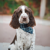 welpe trägt ein hundehalstuch in blautönen von carolina corrodi