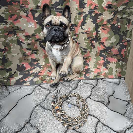frechie trägt hundeleine aus tau in camouflage