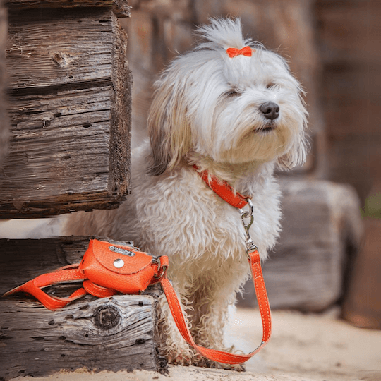 havaneser trägt hundehalsband und hundeleine aus leder in orange