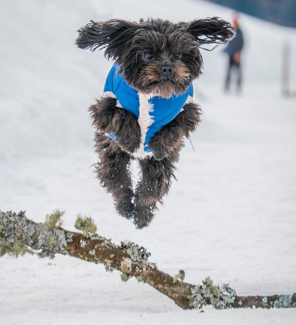 hund trägt  wasserabweisender hundemantel im schnee