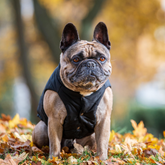 hundemantel wasserabweisend bully winter