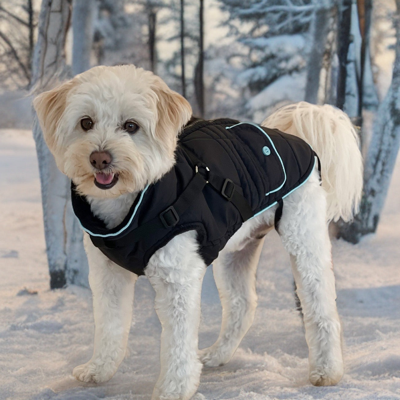 Mittelgrosser Hund mit Hundemantel im Schnee