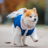 zwergspitz mit blauem hundemantel