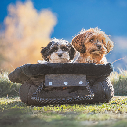 welpe und havaneser sitzen in der hundetasche