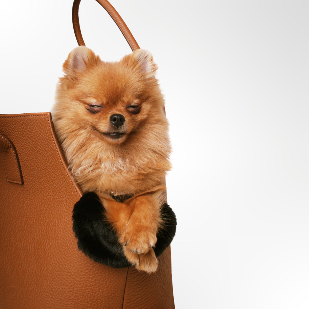 kleiner hund sitzt in hundetragetasche