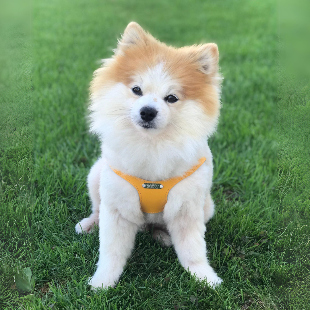 Pomeranian harness outlet size