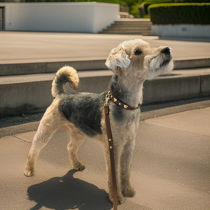 terrier trägt braunes lederhalsband mit strassteinen