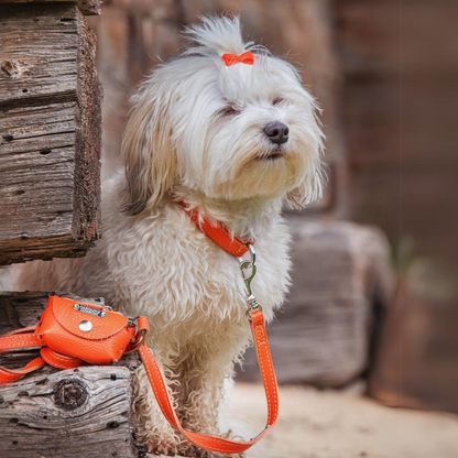 kleiner hund trägt oranges halsband, leine, kotbeutelspender