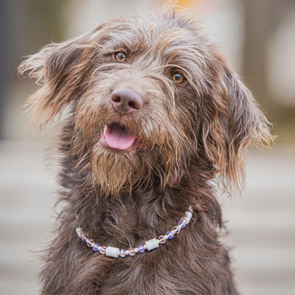 labradoodle trägt em zeckenhalsband rosa violett
