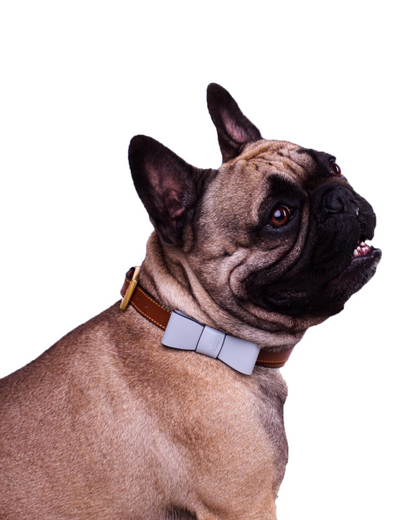 Hundehalsband  French Bulldog