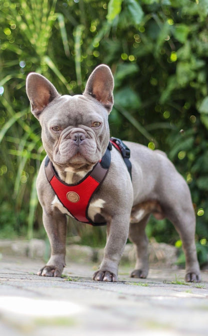 French Bulldog Harness Austin (fully adjustable for Frenchie, Pug, Boston Terrier etc.)