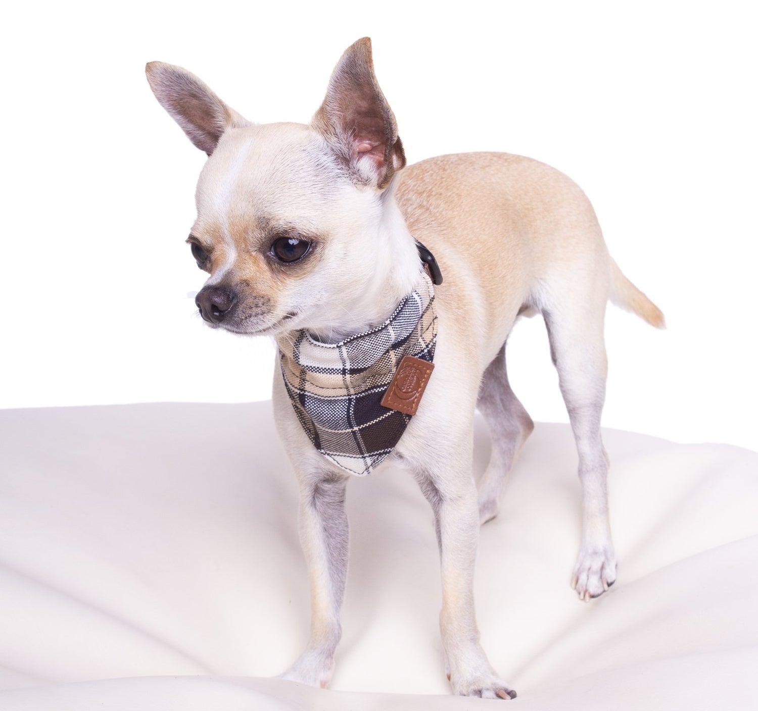 Colorado Bandana (serves as a collar; attach the dog leash directly to the bandana)