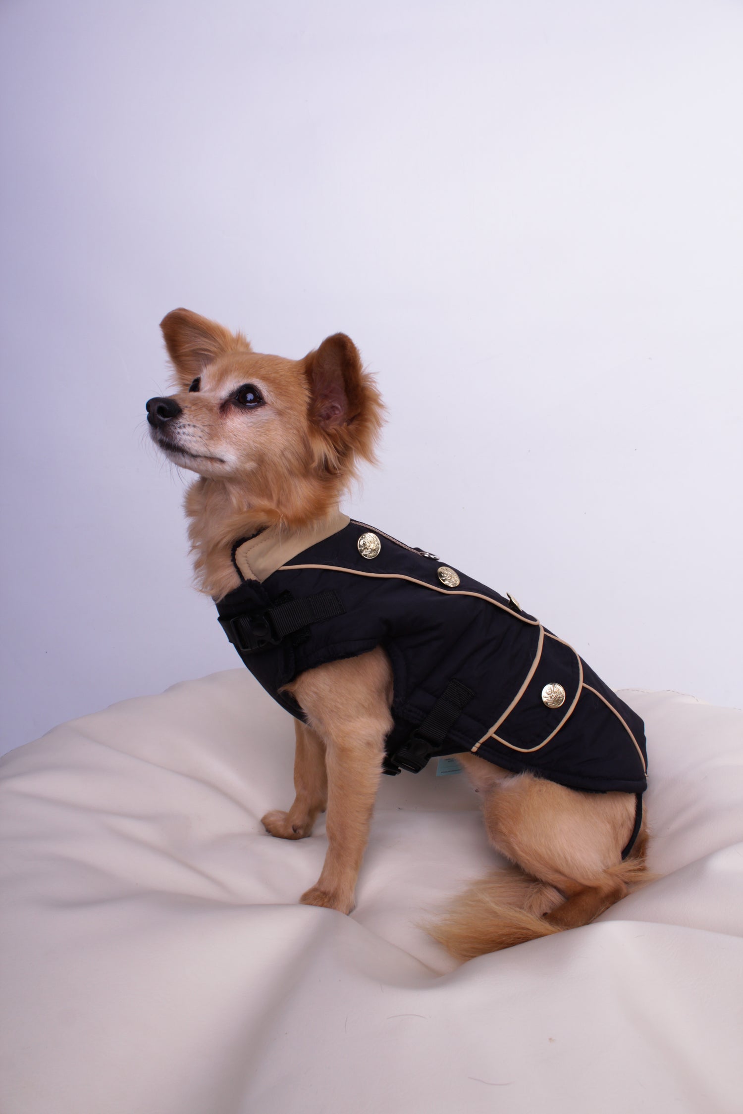 Dog coat Manchester