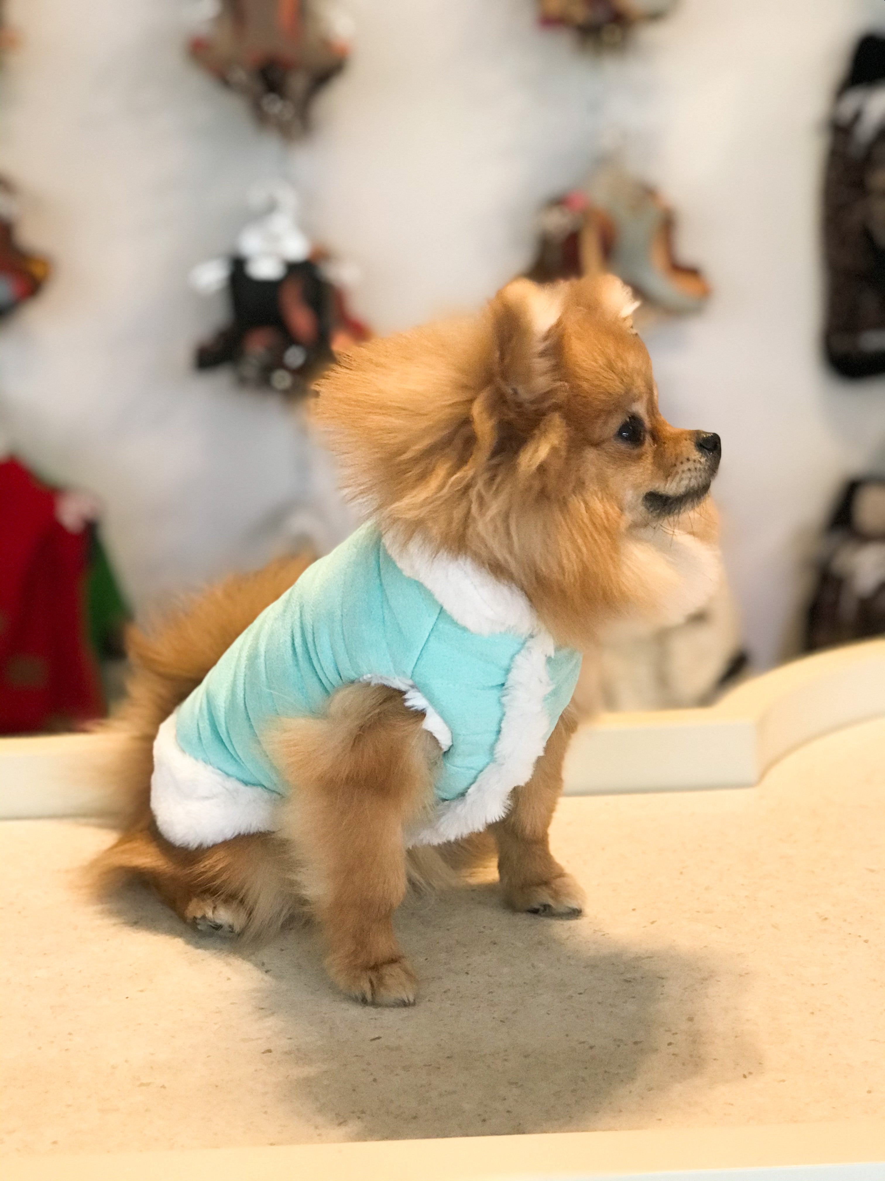 Pomeranian dog outlet coats