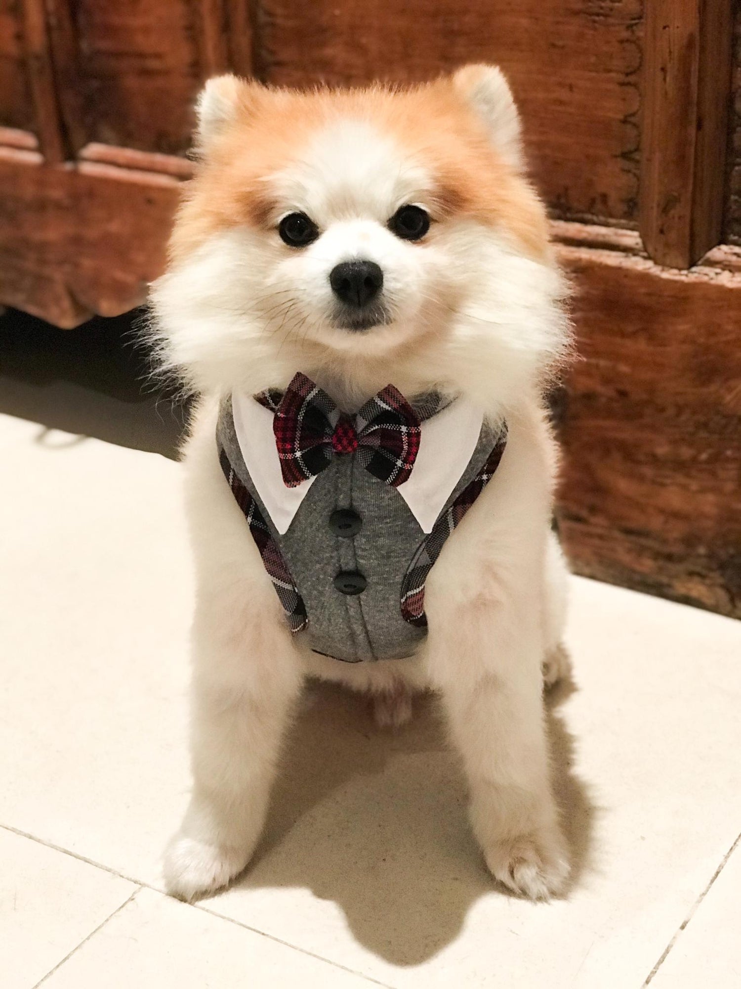 Dog harness soft Cambridge