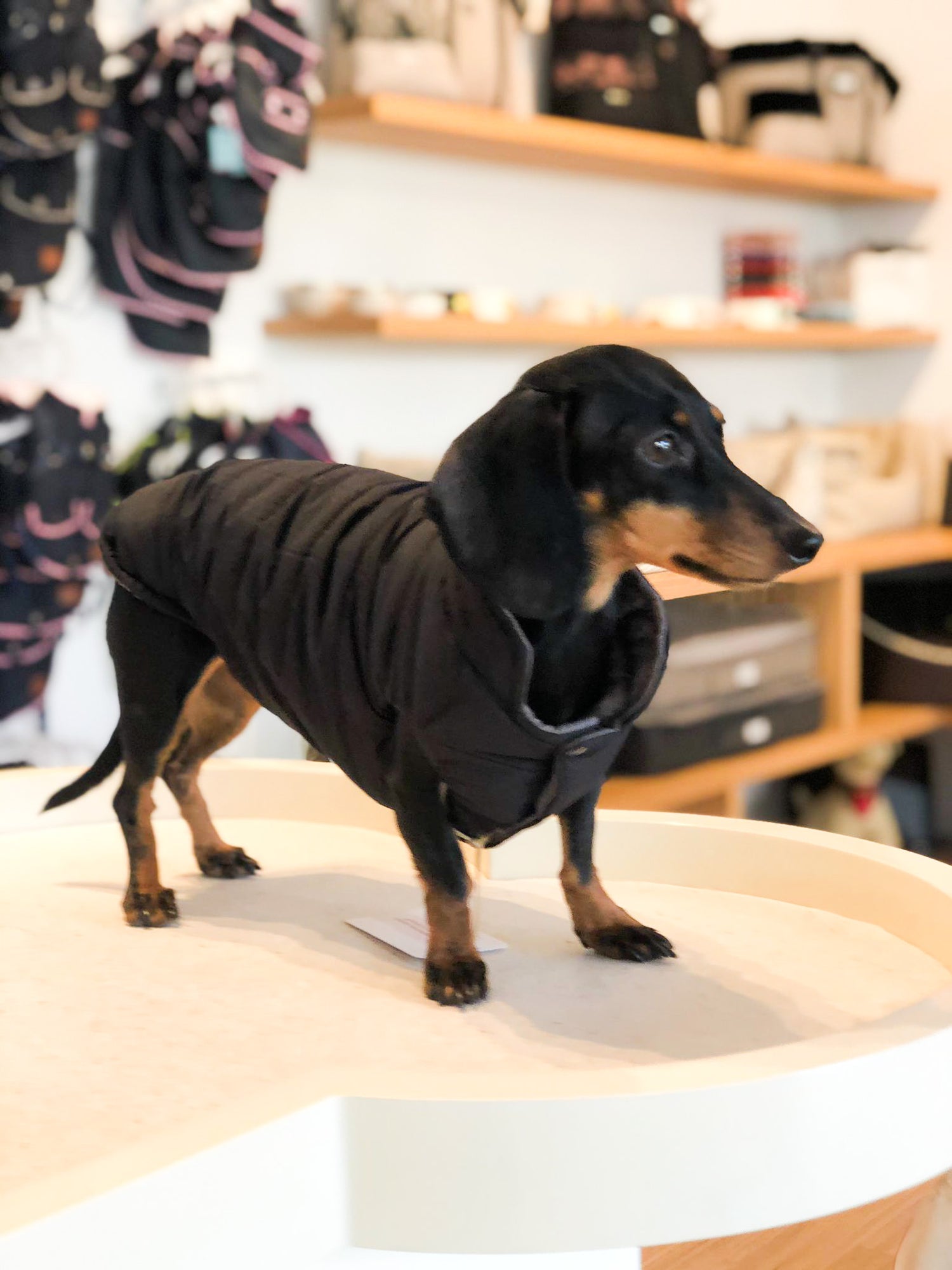 Frankfurt dog coat especially for dachshunds 2 in 1 (reversible)