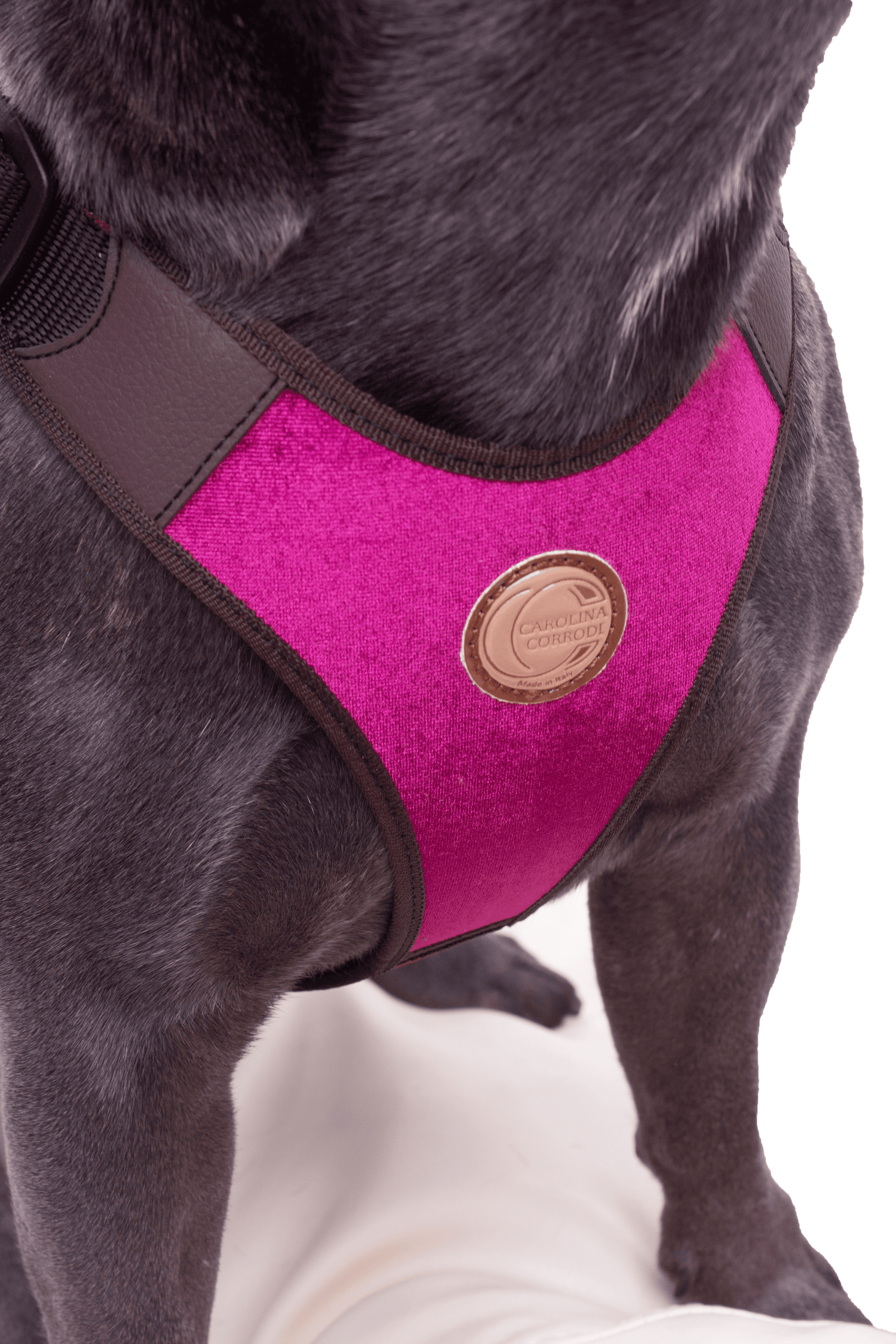 Dog harness with matching leash