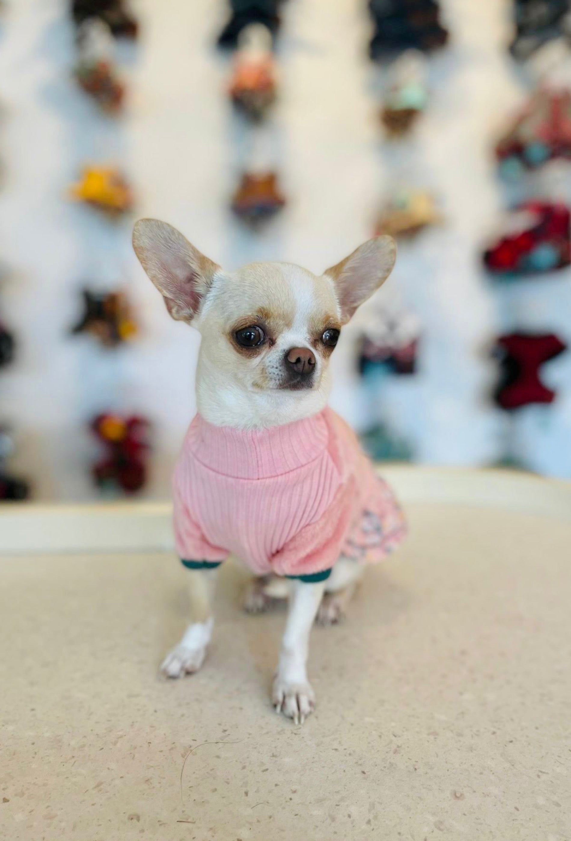 Hundepullover-Kleid rosa von vorne