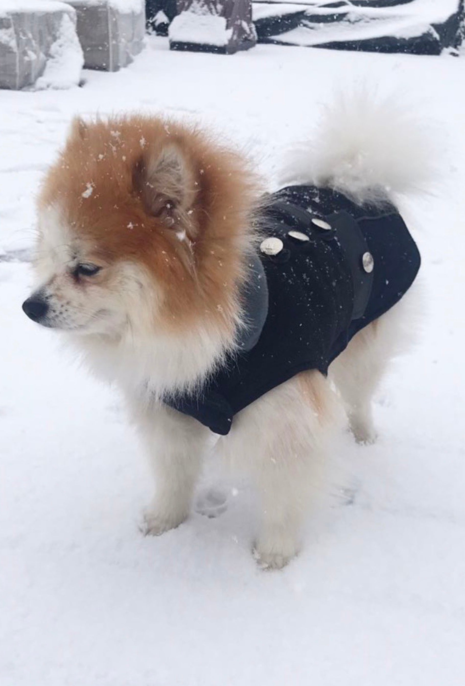 Weiss - brauner Pomeranian mit schwarzem Hundemantel im Schnee