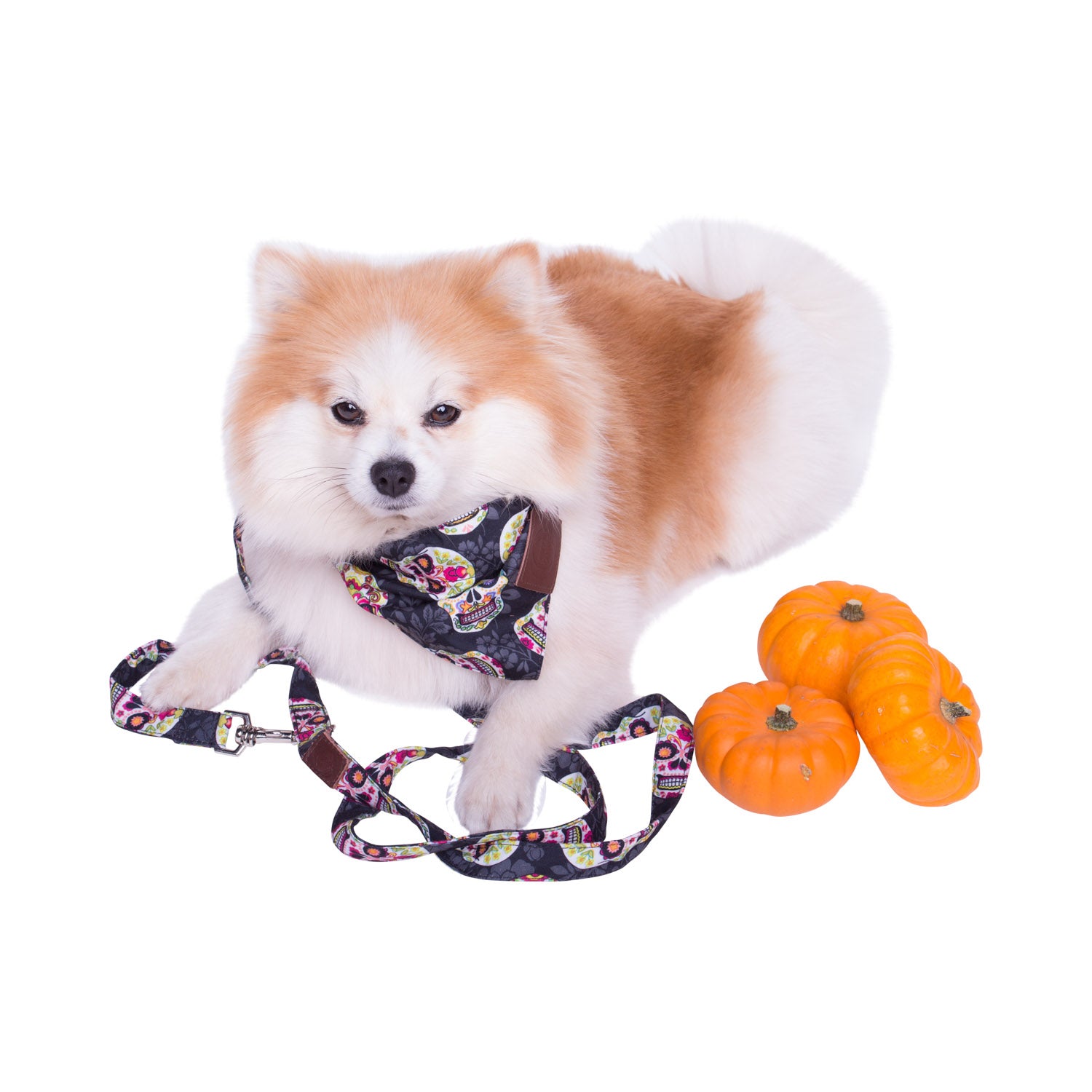 Dog bandana Halloween (serves as a collar; attach the dog leash directly to the bandana)