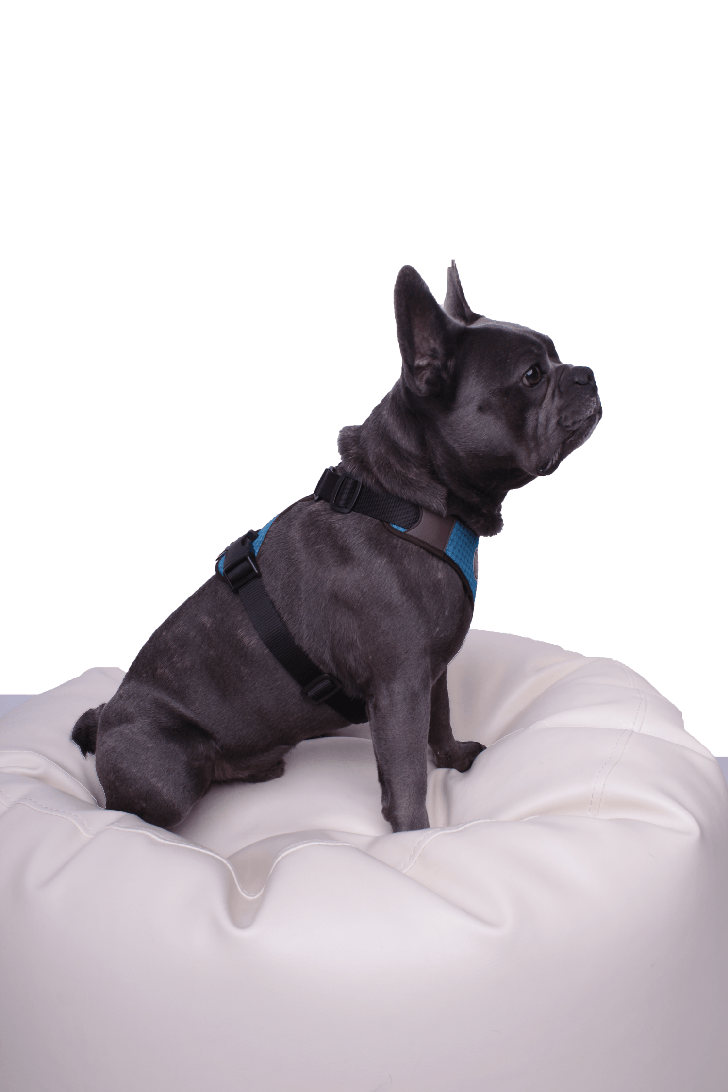 French Bulldog Harness Perth (fully adjustable for Frenchie, Pug, Boston Terrier etc.)