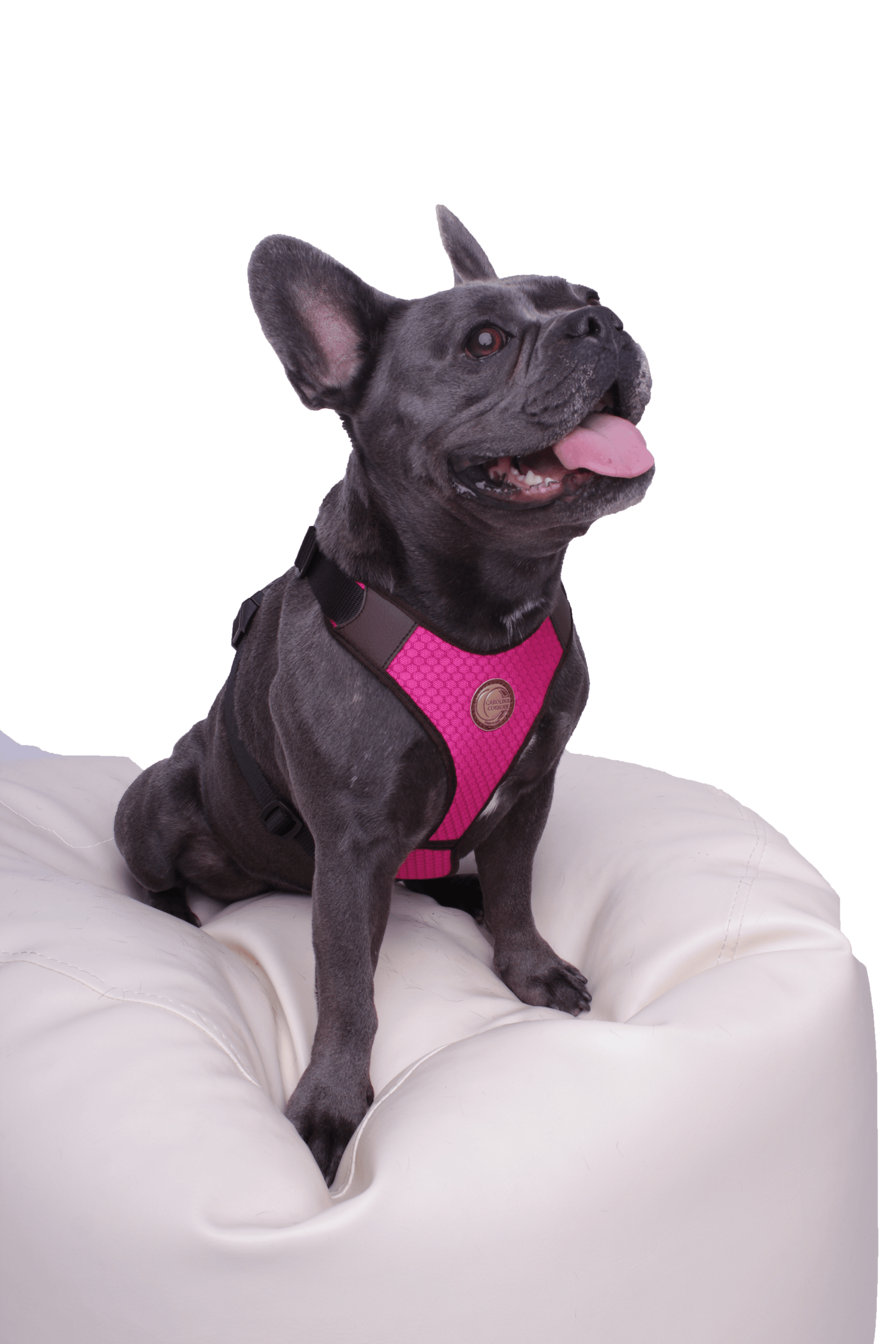 Harness Auckland (fully adjustable ideal for French Bulldog, Shiba Inu, Boston Terrier, Pug, Frenchie, medium-sized mixed breed etc.)