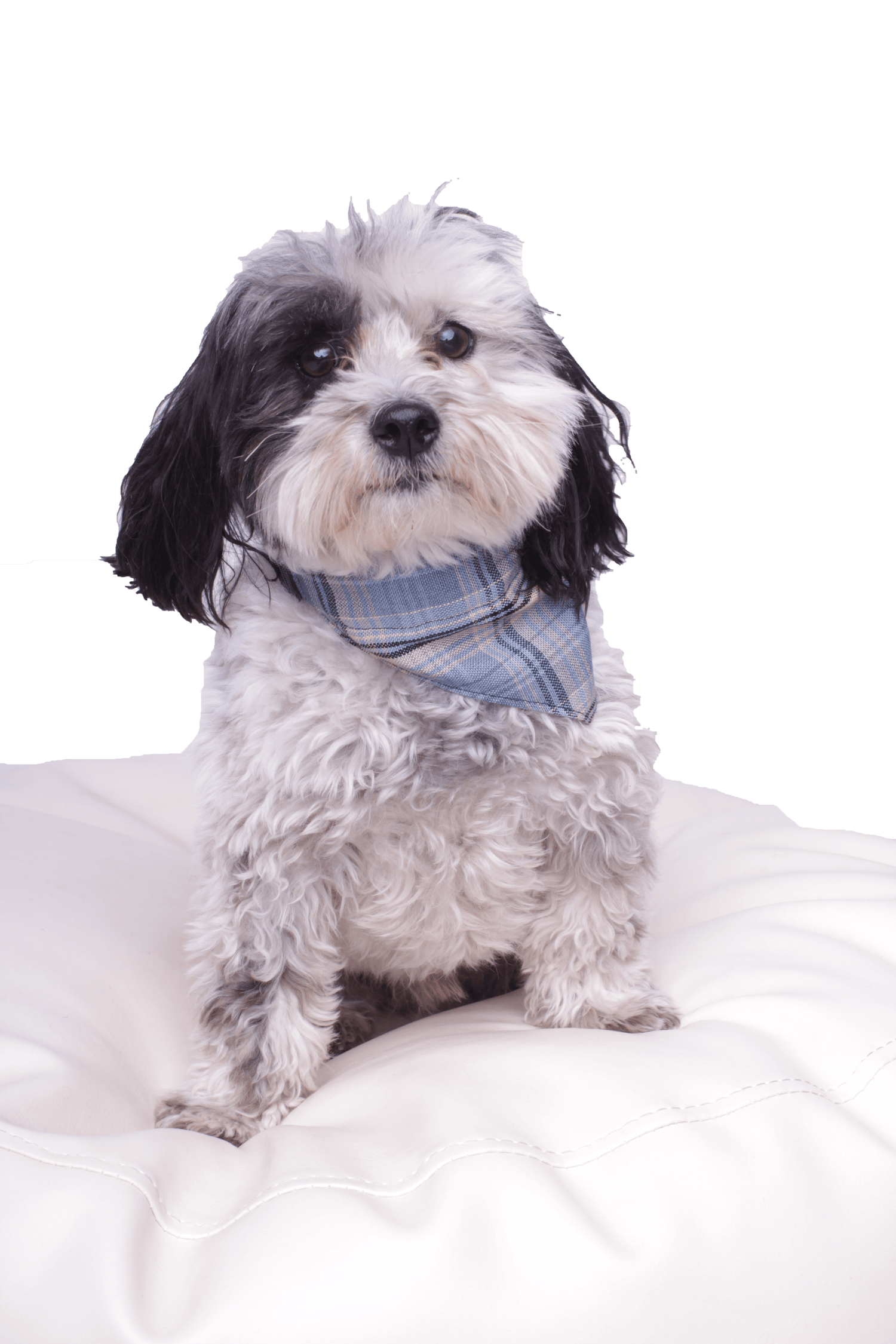 Manchester Bandana (serves as a collar; attach the dog leash directly to the bandana)