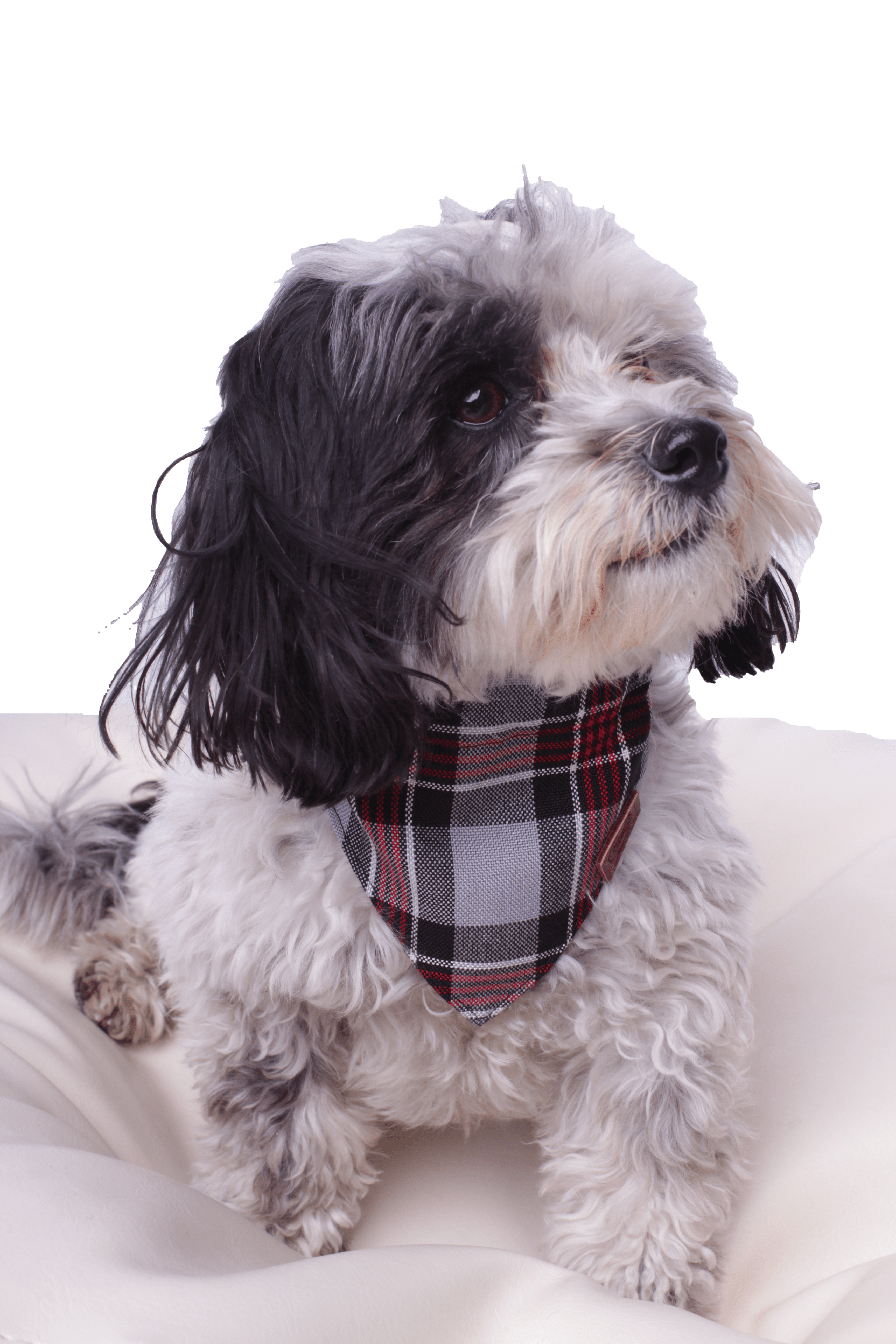 Oxford Bandana (serves as a collar; attach the dog leash directly to the bandana)