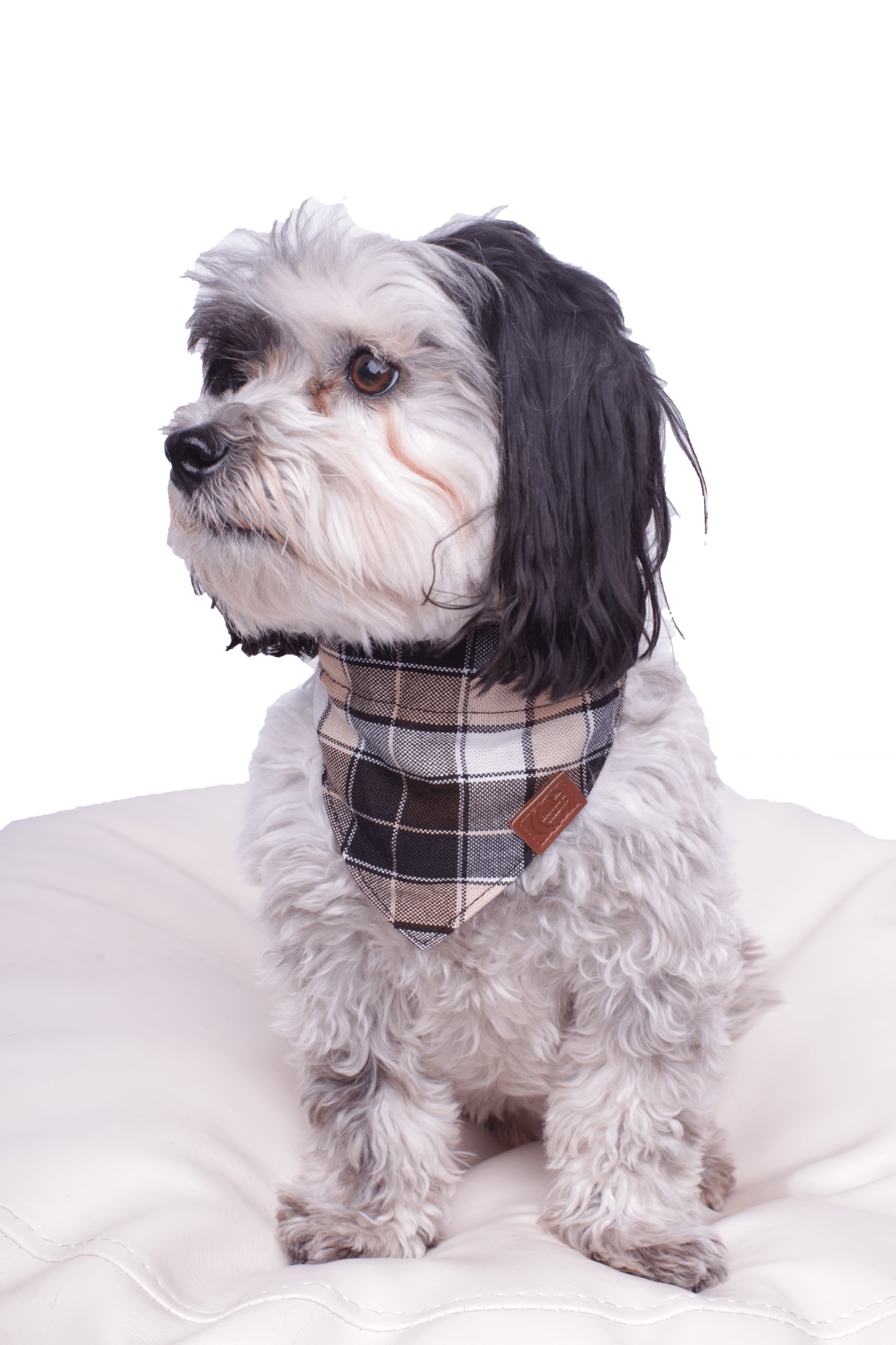 Colorado Bandana (serves as a collar; attach the dog leash directly to the bandana)