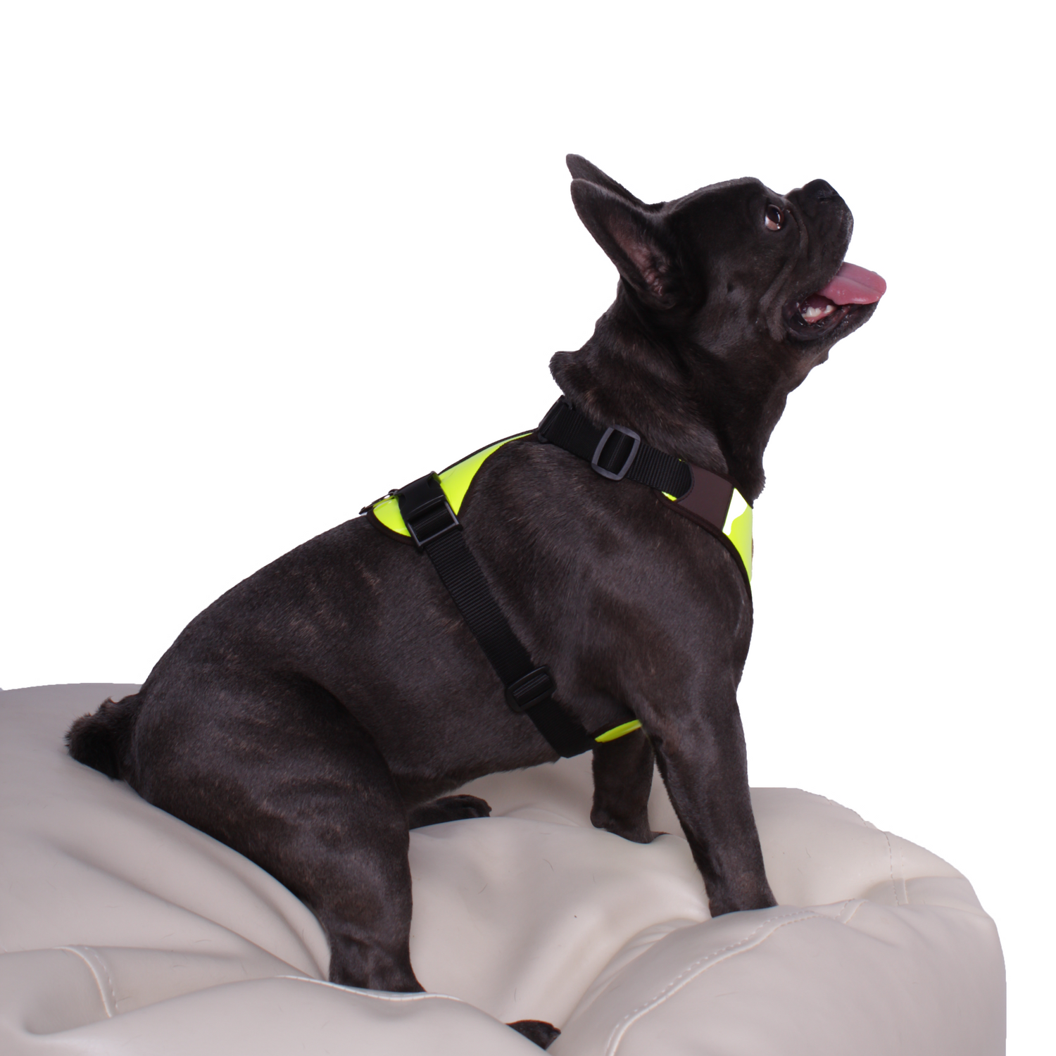 Dog harness Napier