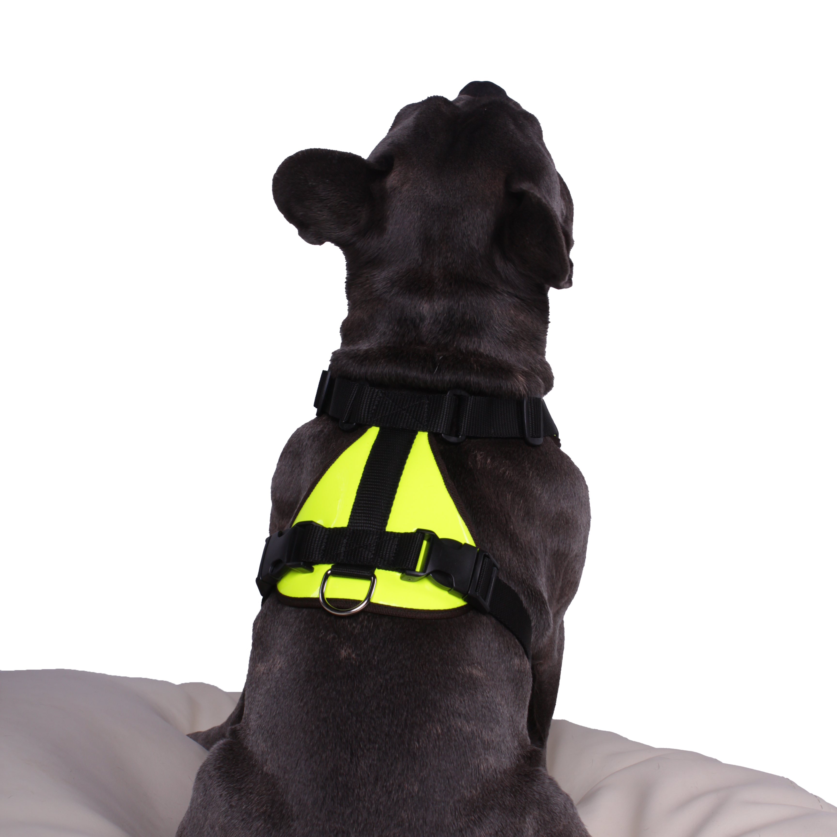 Dog harness Napier