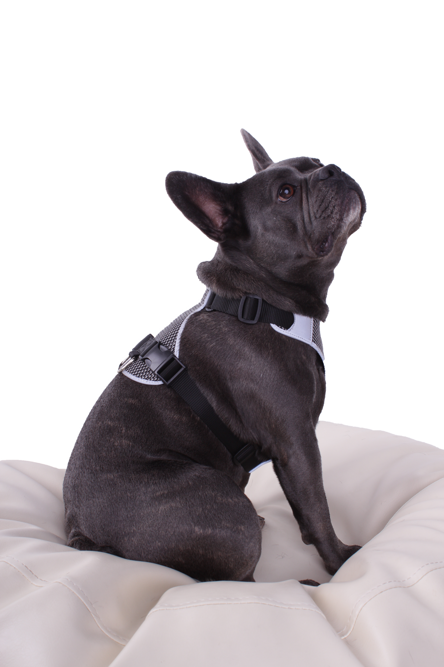 Hundegeschirr Frenchie