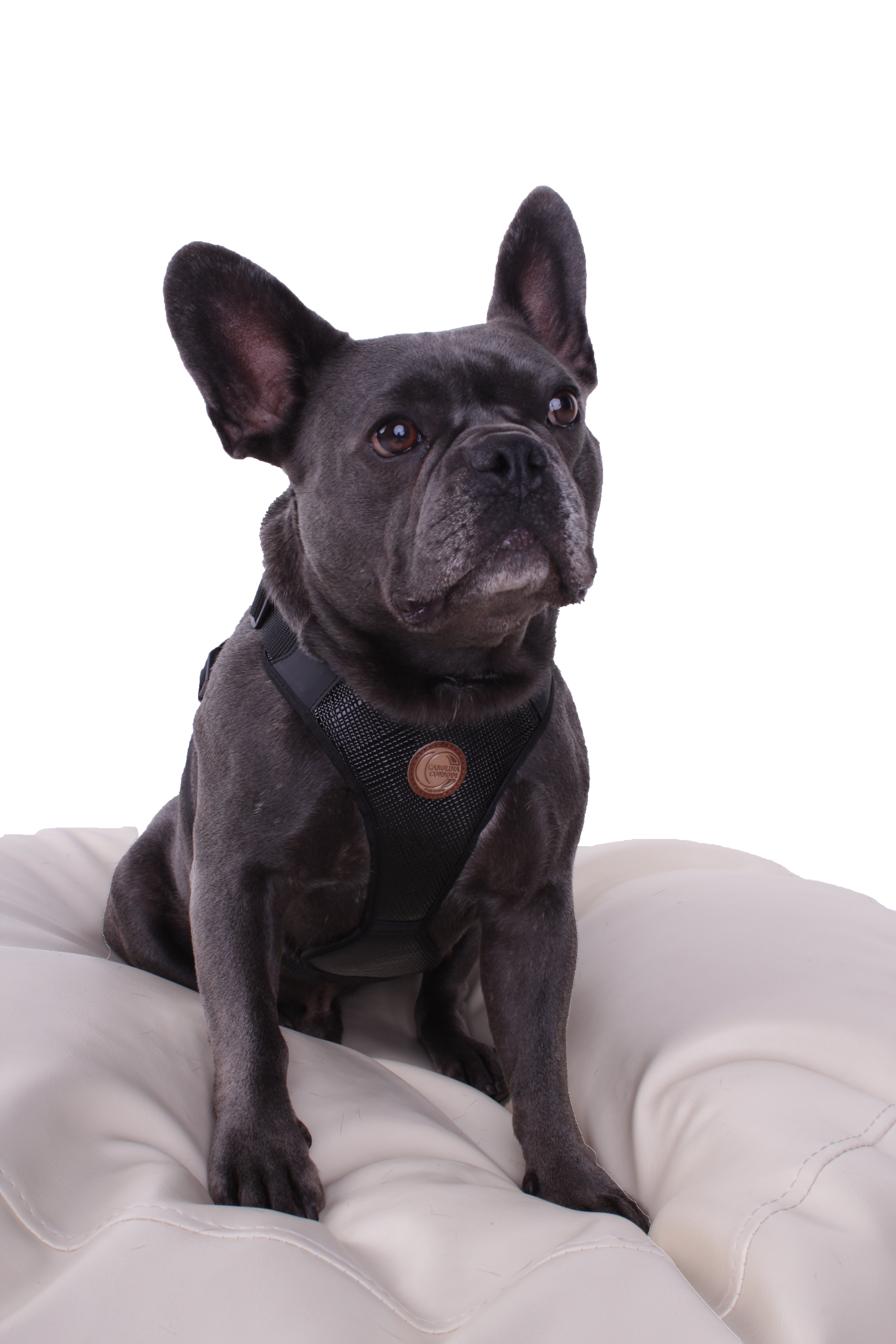 Harness size sales for french bulldog