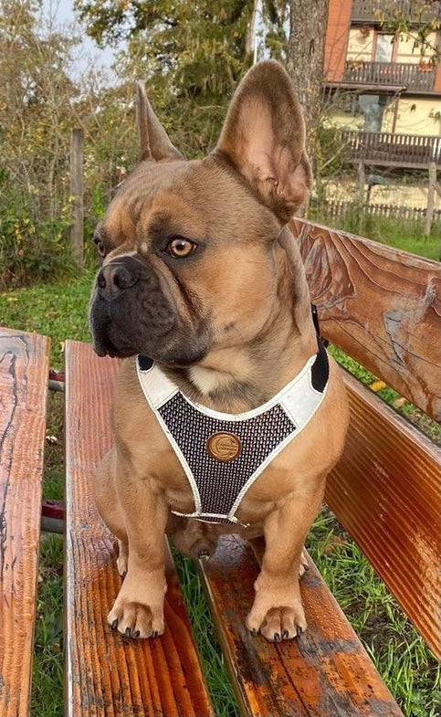 Hundegeschirr 