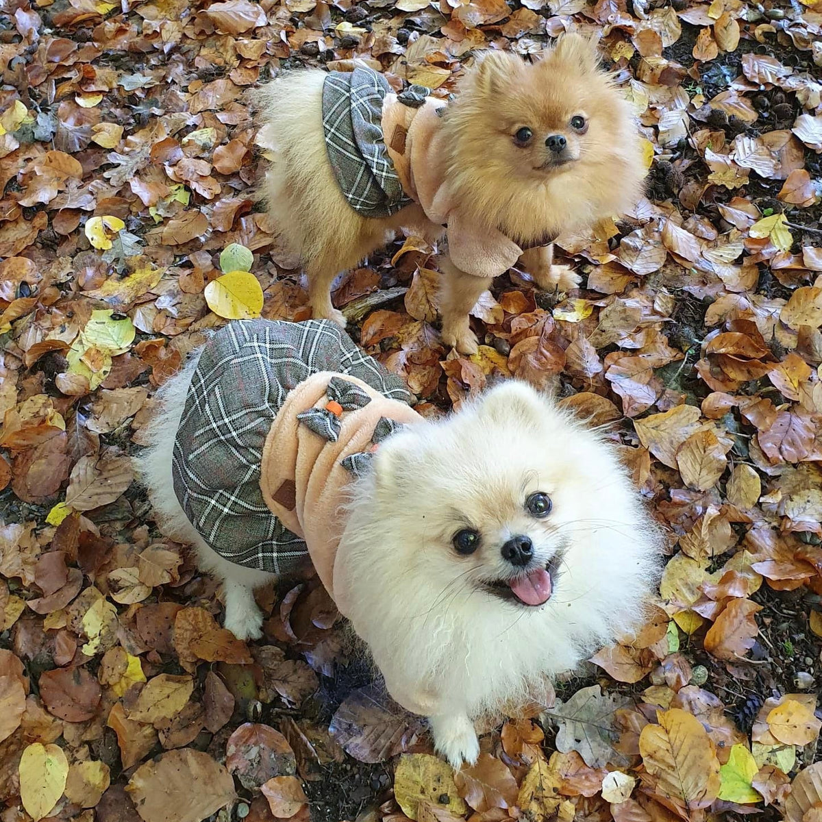 Pull - robe pour chien Oslo