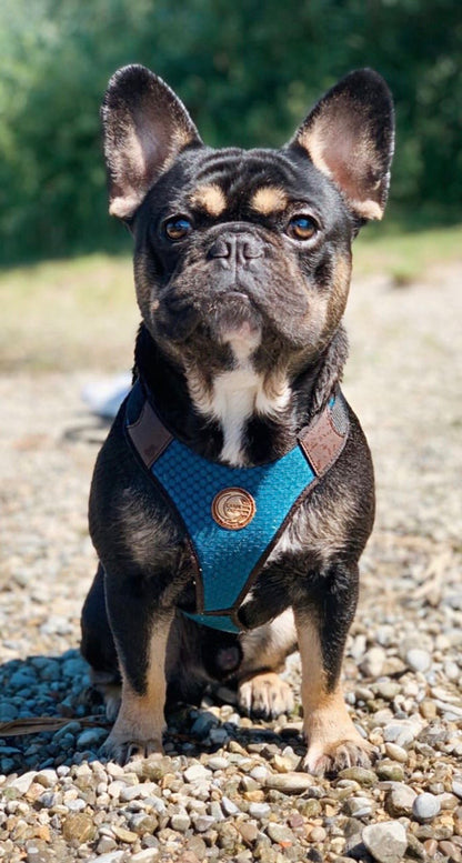 French Bulldog Harness Perth (fully adjustable for Frenchie, Pug, Boston Terrier etc.)