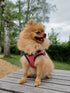 Hundegeschirr Vero Beach