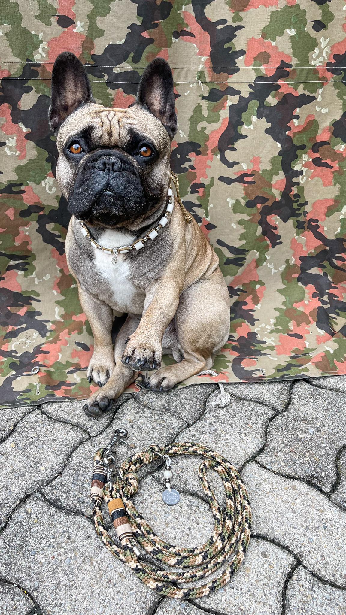 Hundeleine Tauleine camouflage Zeckenhalsband an einem Frenchie
