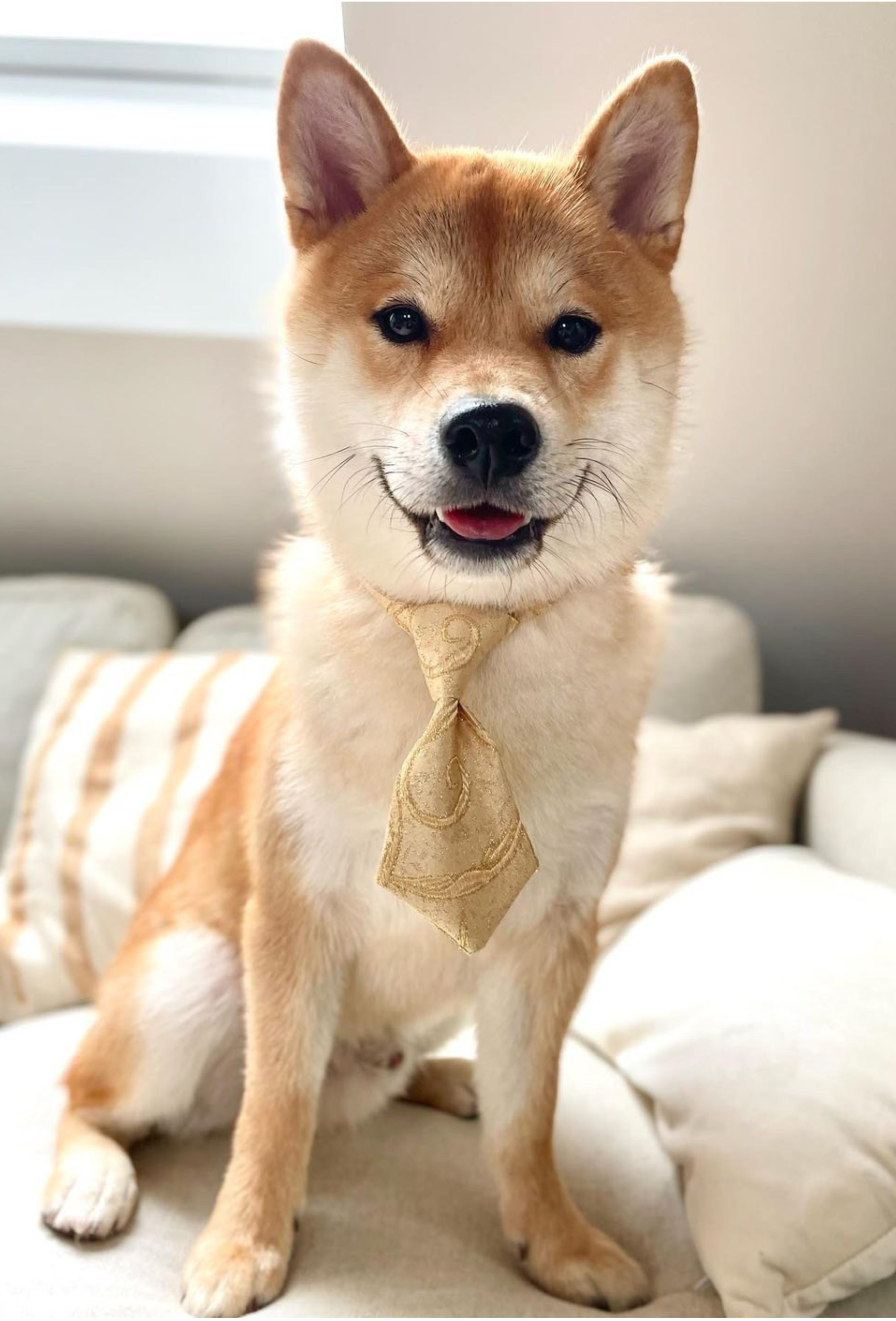 Cravate pour chien &amp; chat (or)