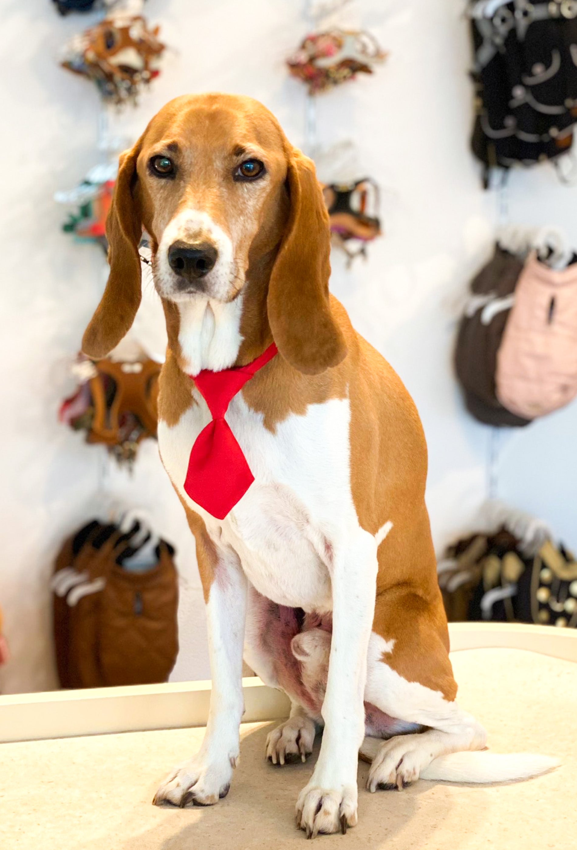 Hundekravatte &amp; Katzenkravatte (Rot)