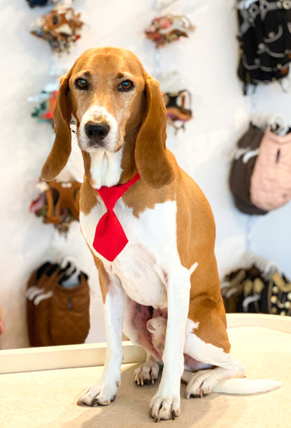 Hundekravatte &amp; Katzenkravatte (Rot)