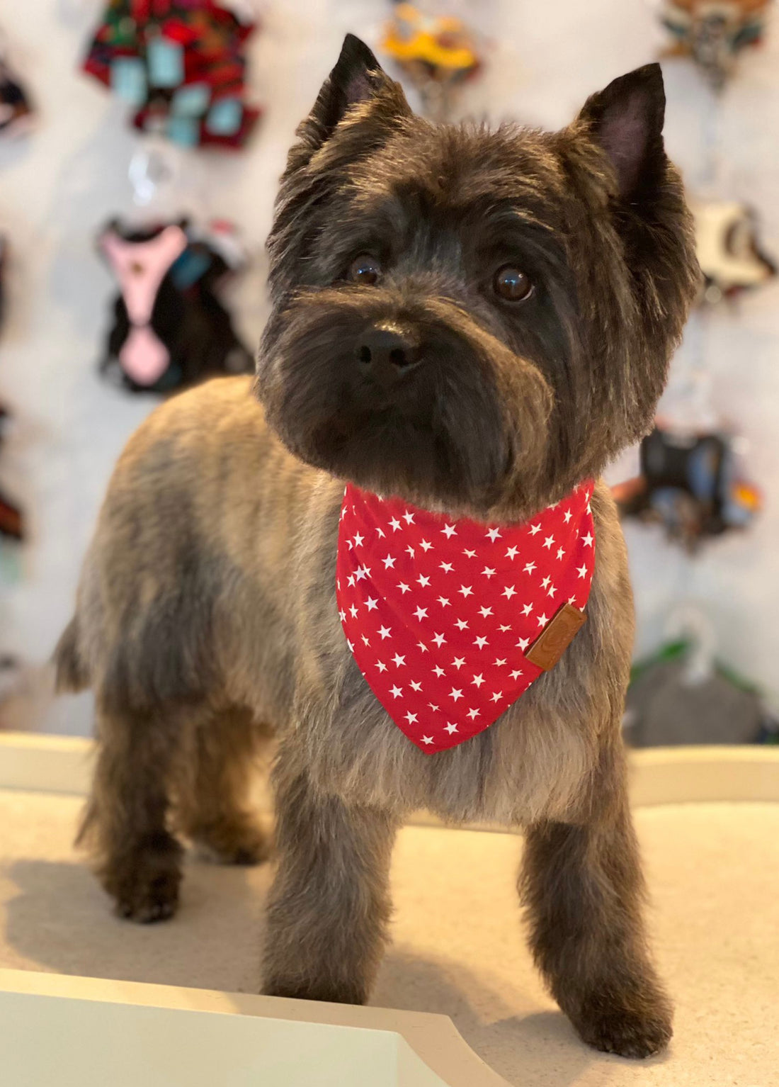 Hundebandana Xmas (dient als Halsband; Hundeleine direkt am Bandana befestigen) LIMITED EDITION