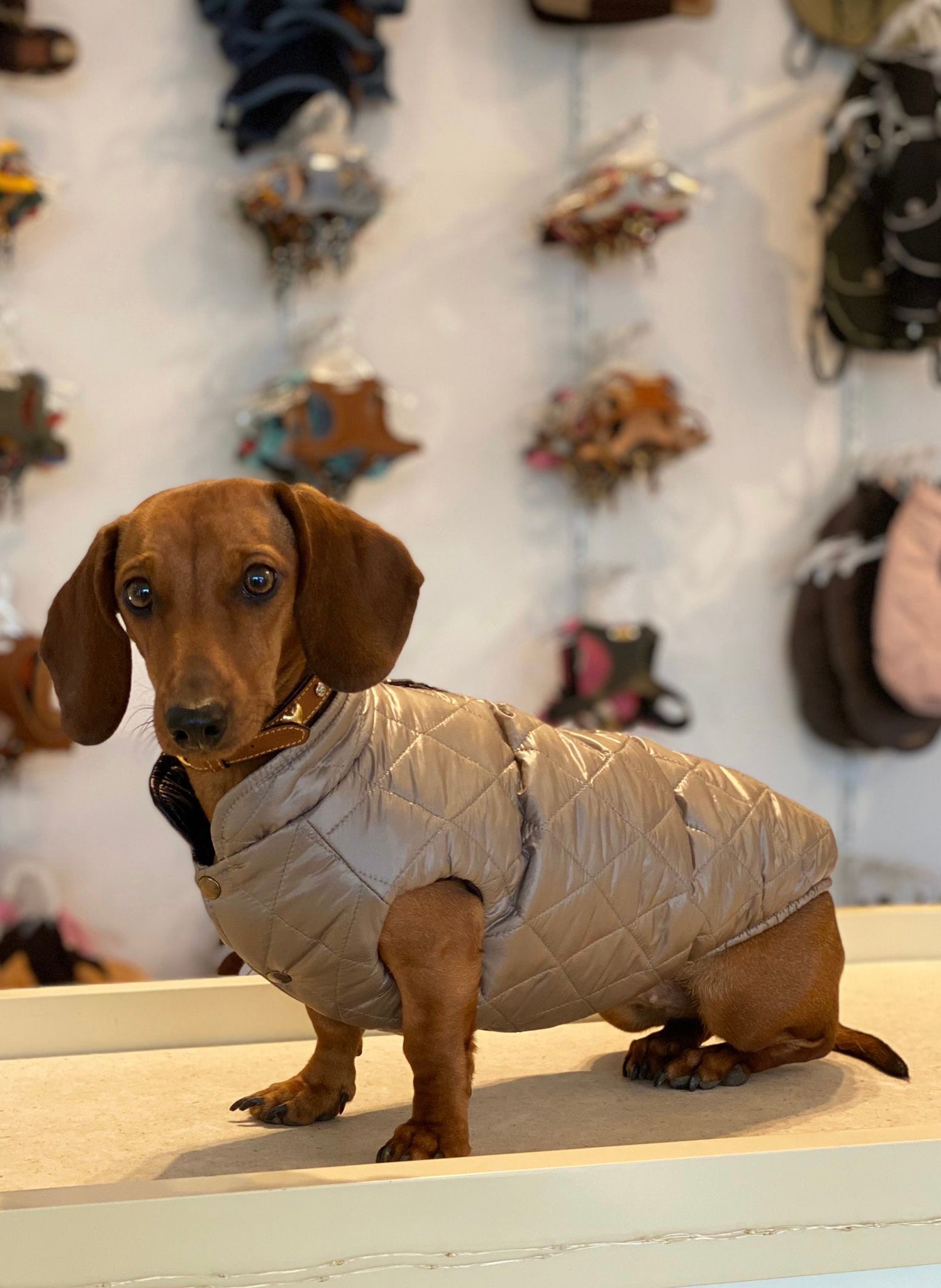 Tel Aviv dog coat especially for dachshunds 2 in 1 (reversible)